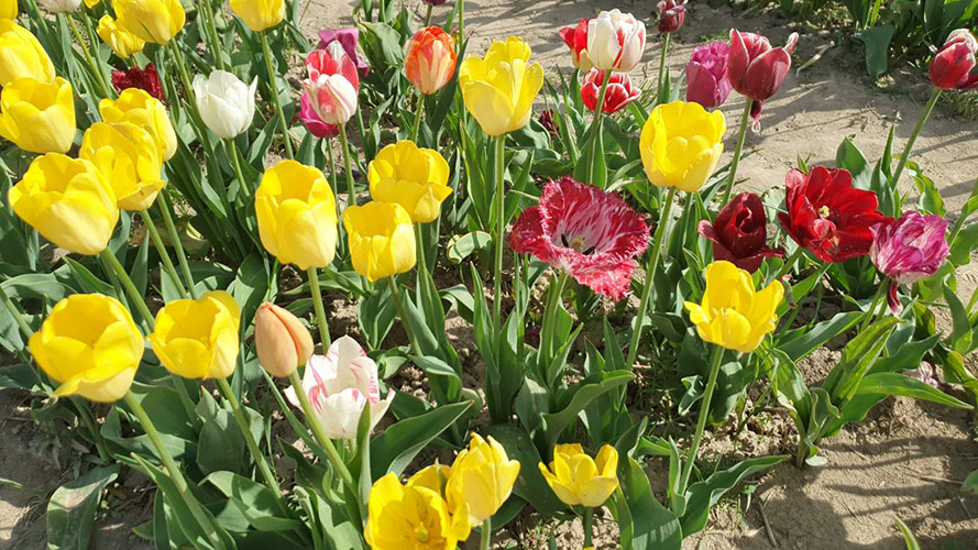 Галявина тюльпанів ІФ тюльпанове поле в Івано-Франківську