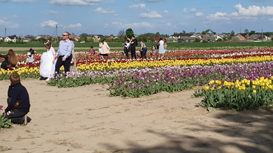 поле тюльпанів ІФ